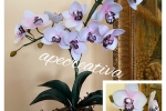 Orchidea in vaso h. 47 cm