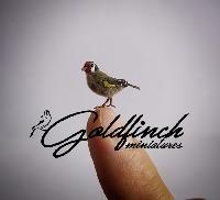 Goldfinch miniatures